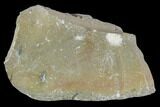 Unprepared, Forked Walliserops Trilobite - Foum Zguid, Morocco #106883-6